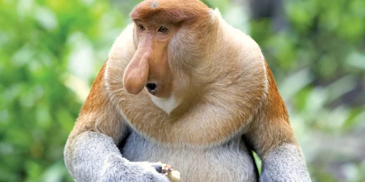 Yetişkin bir erkek hortumlu maymun (Nasalis larvatus). Görsel kaynağı: Britannica.com