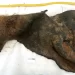 Donarak Kurumuş Mamut Derisinde Keşfedilen İlk Kromozom FosiliBasın Bildirisi