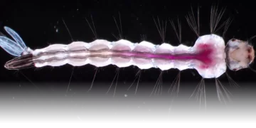 Bağırsaklarla Çalışan Sivrisinek SondalarıÇeviri 