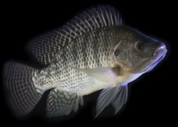 Ateşin Edinilmiş Bağışıklık Sistemiyle İlişkisi, Düşündüğümüzden Çok Daha Eskiye DayanıyorBasın Bildirisi 