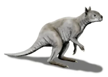 Avustralya’nın Dev Kanguruları 40.000 Yıl Önce Avcı İnsanların Kurbanı mı Oldu?Basın Bildirisi