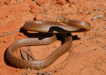 Avustralya’nın Hayvanları Ne Kadar Ölümcül?Çeviri