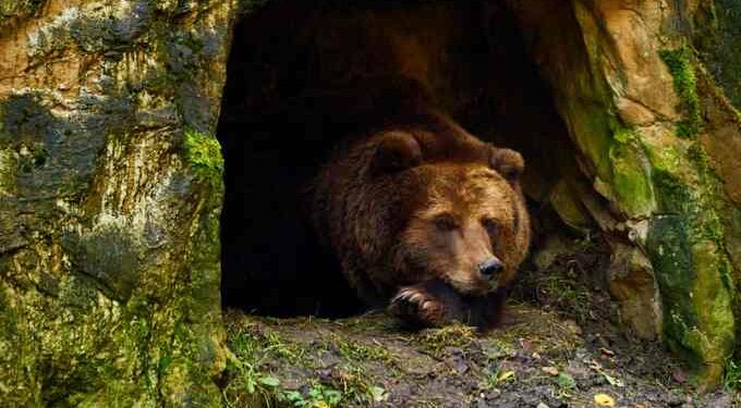 Görsel kaynağı: defendersblog.org