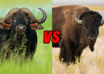 Bizon ve Buffalo: İki Karışıklık Yaratan Dev Hayvanın FarklarıÖzgün 
