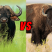 Bizon ve Buffalo: İki Karışıklık Yaratan Dev Hayvanın FarklarıÖzgün 