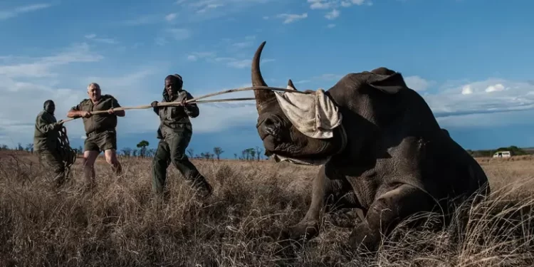 Böcekler, Gergedan Kaçakçılarını Yakalamaya Nasıl Yardımcı Olabilir?Çeviri 