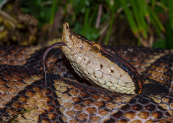 Botox, Yılan Sokmalarının Yıkıcı Etkilerini Durdurabilir mi?Basın Bildirisi&nbsp;