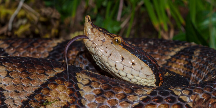 Çin mokaseni (Deinagkistrodon acutus) gibi engerek türleri, zehirleriyle yıkıcı kas hasarına yol açabilir. Ancak botulinum toksininin iltihap baskılayıcı özellikleri bu etkiye karşı koyabilir. Görsel kaynağı: Pierre von Rahmel/Getty Images
