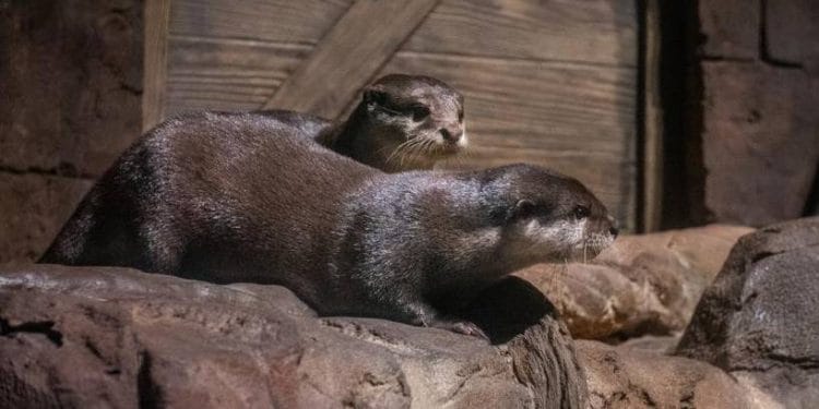 Han ve Triton. Görsel kaynağı: Discovery