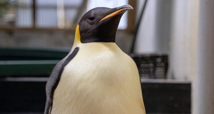 Gus" adı verilen erkek imparator penguen, 1 Kasım 2024'te Avustralya'nın Batı Avustralya eyaletindeki Denmark kasabası yakınlarında bir plajda bulundu.
Görsel kaynağı: Miles Brotherson/DBCA, AP