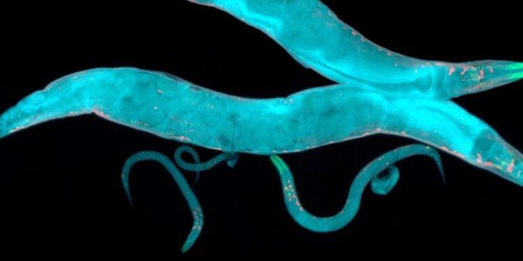 Caenorhabditis elegans. Görsel kaynağı: HeitiPaves/Getty Images