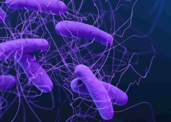 Clostridioides difficileÖzgün 