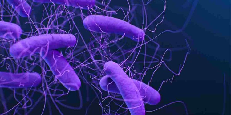 Clostridioides difficile. Görsel kaynağı: CDC