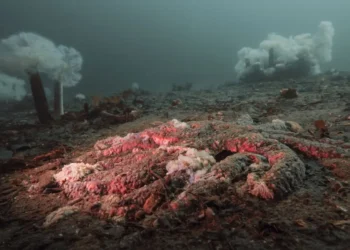 Deniz Yıldızlarını Eriten Gizemli Hastalığın Sırrı ÇözülüyorBasın Bildirisi