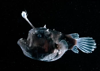 Derin Denizlerin Olağanüstü Avcıları: Fener Balıkları Üzerine Yeni BulgularBasın Bildirisi 