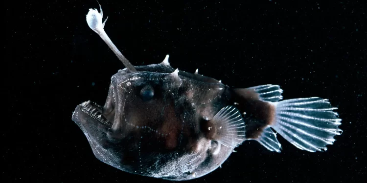 Görsel kaynağı: Bluegreen Pictures/Alamy