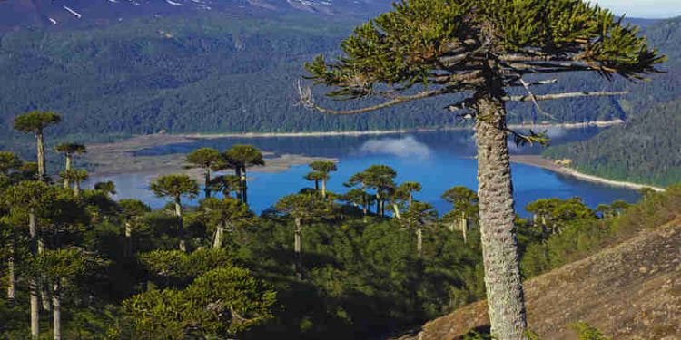Görsel kaynağı: architecturalplants.com