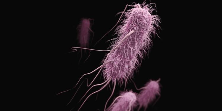 Escherichia coli. Görsel kaynağı: CDC