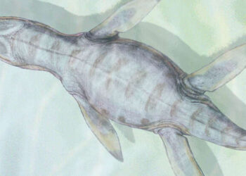 Geçmişin Devasa Yaratıkları, Günümüzün Zirvedeki Yırtıcılarını AvlayabilirdiBasın Bildirisi