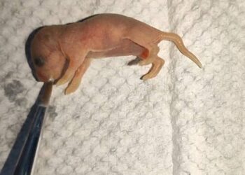 Genetik Devrim: İki Erkek Ebeveynden Doğan İlk Fare!Basın Bildirisi