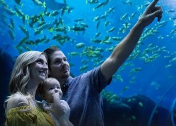 Georgia Akvaryumu: Nesli Tehlikede Olan Türlere Umut Olan Bir MerkezÇeviri