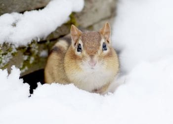 Hayvanların Kışı Atlatmak İçin Kullandıkları Şaşırtıcı StratejilerÇeviri