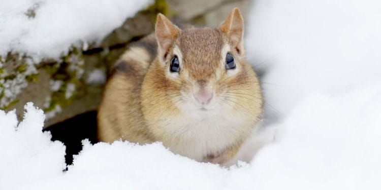 Doğu gri sincapları, yuvalarını genellikle çürümüş kütüklerin veya taş yığınlarının yakınında kazar. Ana tünel, bir 'tuvalet' alanını da içeren diğer odalara açılır.
Görsel kaynağı: Margaret M. Stewart/Shutterstock