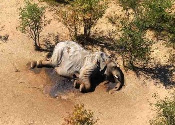 İklim Değişikliği, Kaçak Avcılıktan Daha Fazla Fil Öldürüyor Olabilir mi?Çeviri 