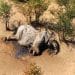 İklim Değişikliği, Kaçak Avcılıktan Daha Fazla Fil Öldürüyor Olabilir mi?Çeviri 