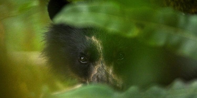 Ruru adındaki bir gözlüklü ayı, Peru’da sakinleştirildikten sonra yavaşça uyanıyor. Bilim insanları, hareketlerini ve davranışlarını izlemek için ona bir GPS tasması takarken, diğer dört ayıya da Crittercam takıldı. Görsel kaynağı: Thomas Peschak