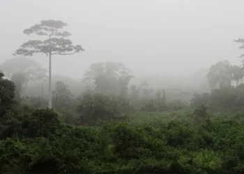 İnsanlar Afrika Yağmur Ormanlarına En Az 150.000 Yıl Önce YerleştiBasın Bildirisi