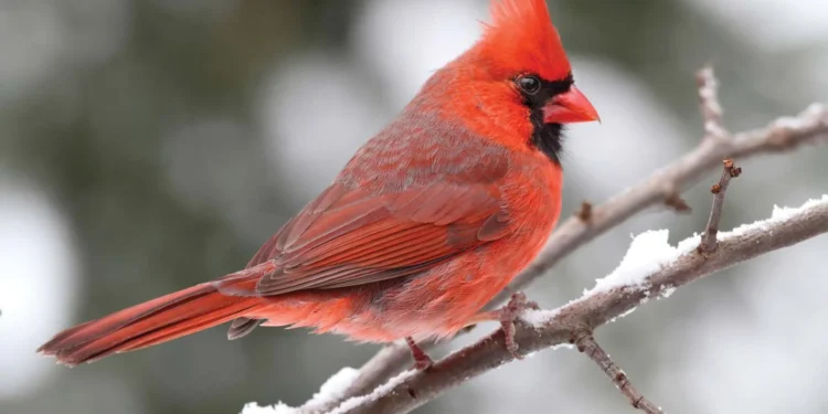 Kırmızı kardinal (Cardinalis cardinalis). Görsel kaynağı: Steve Byland/stock.adobe.com