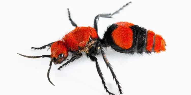 Kadife Karıncaların Zehirli Savunması: Hedefe Göre Değişen Bir SilahBasın Bildirisi 