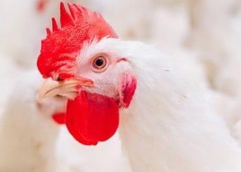 Kanada’daki İlk Kuş Gribi Vakası Nedeniyle Bir Genç Hastaneye KaldırıldıÇeviri 