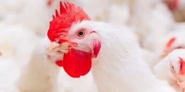 Kanada’daki İlk Kuş Gribi Vakası Nedeniyle Bir Genç Hastaneye KaldırıldıÇeviri 