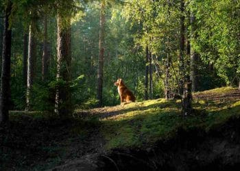 Kayıp Köpekler Evlerini Nasıl Buluyor?Çeviri 