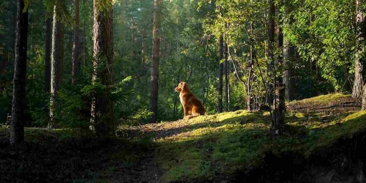 Bir Nova Scotia Duck Tolling Retriever, ormanda dinleniyor. Bir deney, av köpeklerinin evlerini bulmak için manyetik alana göre yönlerini belirleyebileceğini gösterdi. Görsel kaynağı: National Geographic