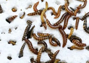 Kenya’da Plastik Yiyen Böcek KeşfedildiBasın Bildirisi 