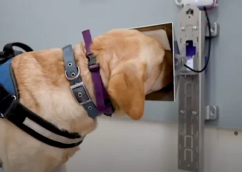 Köpekler ve Yapay Zeka Kanser Tespitinde Güçlerini BirleştiriyorBasın Bildirisi 