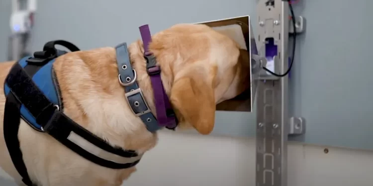 Köpekler ve Yapay Zeka Kanser Tespitinde Güçlerini BirleştiriyorBasın Bildirisi 