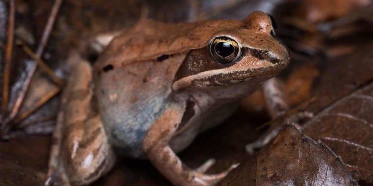Bir ağaç kurbağası (Rana sylvatica). Görsel kaynağı: ontarionature.org