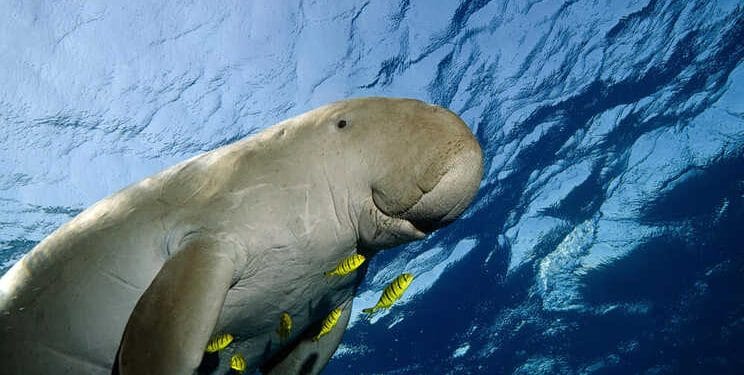 Görsel kaynağı: worldwildlife.org