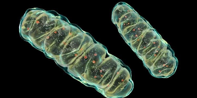 Mitokondriler kendi DNA’larına sahiptir. Eğer bu moleküller standartlarına uymuyorsa, onları çevrelerine salarlar. Görsel kaynağı: Kateryna Kon/Science Photo Library