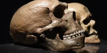 Neandertaller ve Homo sapiens Arasındaki Fark Nedir?Çeviri 