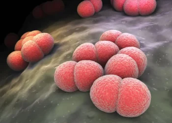 Neisseria meningitidisÖzgün 