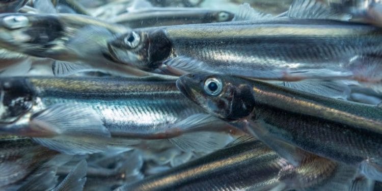 Yağ balığı (Mallotus villosus) sürüsü. Görsel kaynağı: Paul Souders/Photodisc/Getty Images)