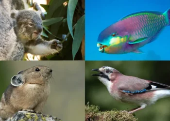 Şaşırtıcı Sayıda Hayvan İçin Bir Besin Kaynağı: DışkıBasın Bildirisi