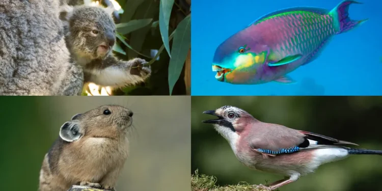 Normal hayvanlar bazen dışkı yer. Yavru bir koala (sol üst), annesinin dışkısından faydalı bağırsak mikropları alarak yapraklarla beslenmeye hazırlanır. Diğer hayvanlar, denizde (sağ üstte papağan balığı) veya karada (sol altta pika) başka türlerin bıraktığı besinleri toplar. Avrasya alakargası (sağ altta) gibi ebeveynler, yuvalarından daha az ayrılmak için bazen bu şekilde beslenir. Görsel kaynağı: Sol üstten başlayarak saat yönünde: JeannetteKatzir/Getty Images Plus, Mike Goodwin/Getty Images Plus, Federica Grassi/Getty Images Plus, George D. Lepp/Getty Images Plus.