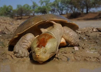 ‘Sonsuz Kimyasallar’ Bazı Vahşi Yaşam Türlerinde Sağlık Sorunlarına Yol Açıyor.Basın Bildirisi