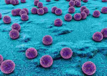 Staphylococcus aureusÖzgün
